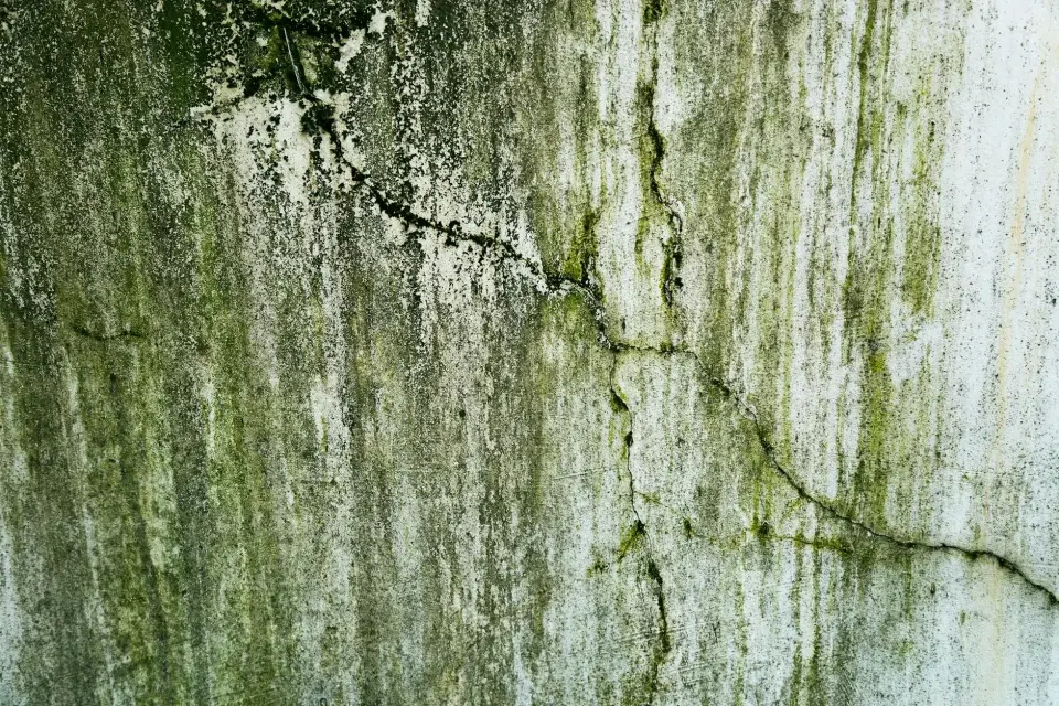 The Premier Care Mold Removal Story: Dedicated to Your Well-being
